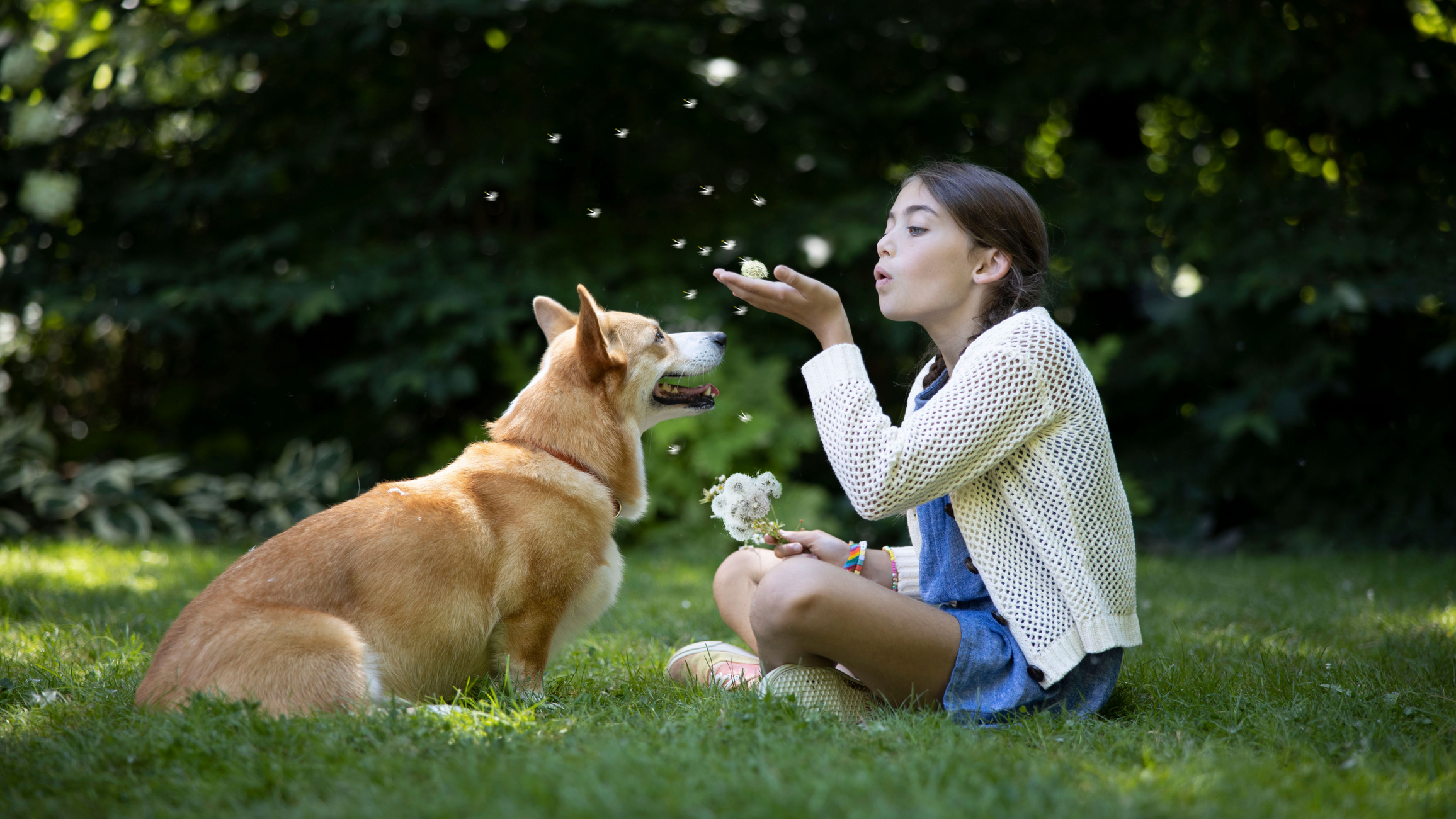 The Reason Why Omega-3 is Awesome for Your Pet