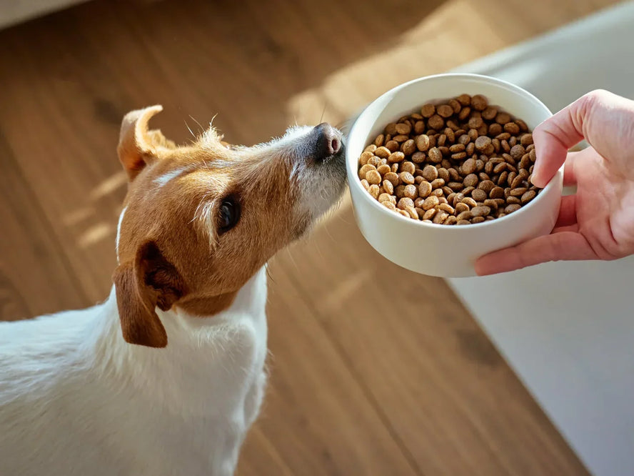 Why Does My Dog Have Digestive Problems? A Guide for Worried Owners