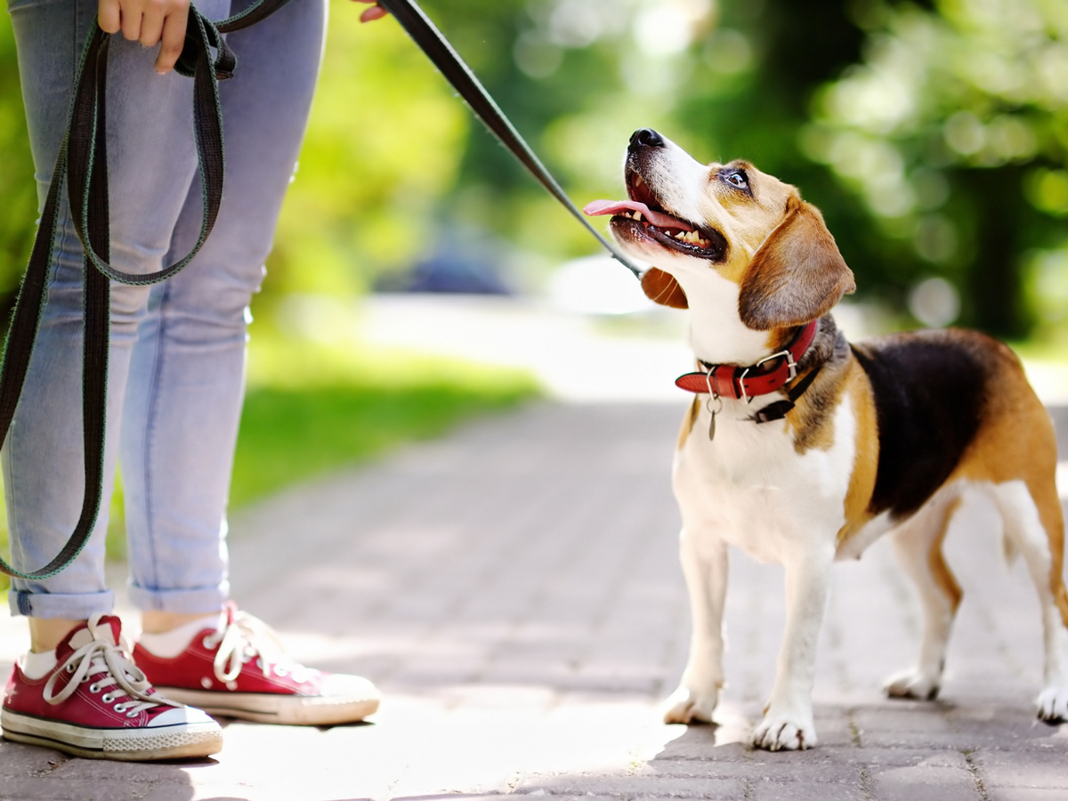 Are Probiotics Good for Dogs?