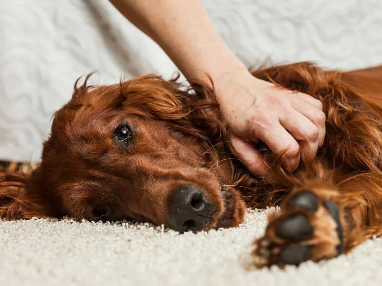 Dog Sensitive Stomach: What's Really Going On & How to Help