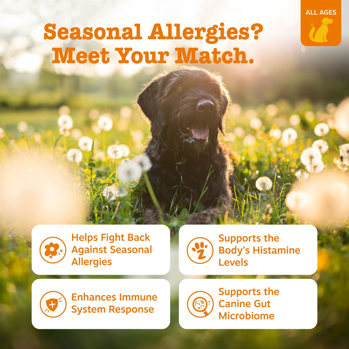 Allergy & Immunity Bites