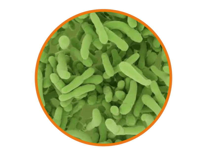 Bacillus Subtilis Probiotics